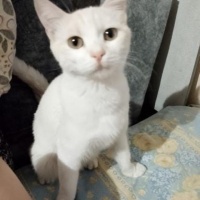 Ankaralı..