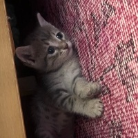 Oyuncu in..