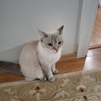 Cins Kedi..