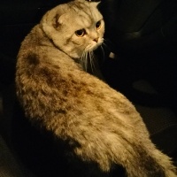 Aşırı sev..
