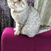 Aşırı sev..