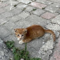 1 dişi 1..