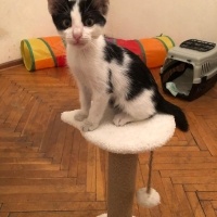Oyuncu, z..