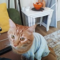 Tatlı Güz..