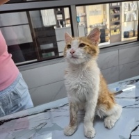 Küçük emr..