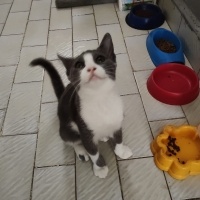 Petek kız..