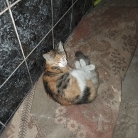 Minnoş ca..
