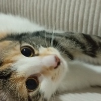 Ağzı yara..