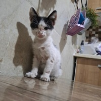 Sokaktan..