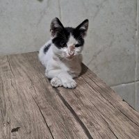 Sokaktan..