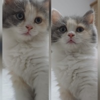 2 aylik y..