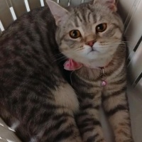 Cinsi ger..