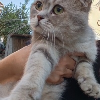 Sokağa bı..