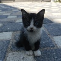 1 aylık K..