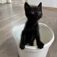 Kara kız..