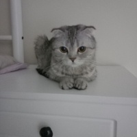 Mia yeni..