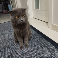 Kedi sahi..