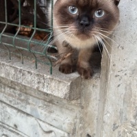 Sevecen k..
