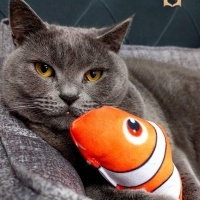 KEDİ SAHİ..