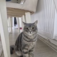 Çok akıll..