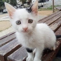 Bembeyaz..