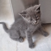1.5 aylık..