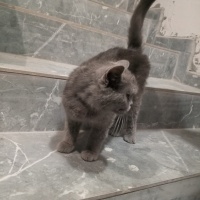 Sokağa at..