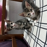 Yavruları..