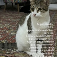 Dişi teki..