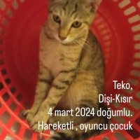 Dişi kedi..