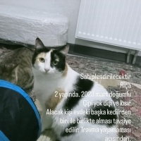 Dişi kedi..
