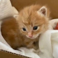 Minik yuv..