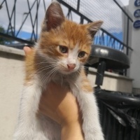 Minnoşa y..