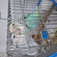 sevda pap..
