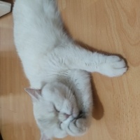 Pamuk kız..
