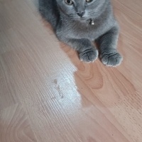 8 aylık m..