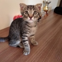 Bu tatlı..