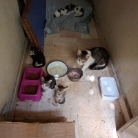 5 BEBEĞE..