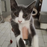 Petek kız..