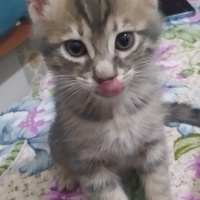 Minik afa..
