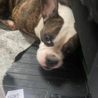French bulldog...