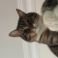 Kedi