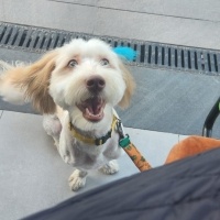 Morkie te..