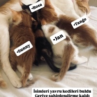 Ava’nın Ç..