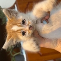 🐾 Minik..