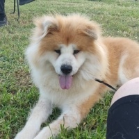 Chow Chow..