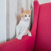 Sevimli o..