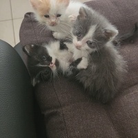 3 Melekşö..