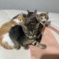 3 dişi 1..