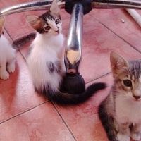 Sevimli d..